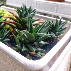 ハオルチア・五重塔,ハオルチア属,硬葉ハオルチア,植物のある暮らし,軟葉系ハオルチアの画像
