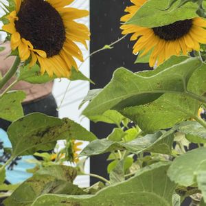 ヒマワリ,花のある暮らし,外出先,玄関アプローチの画像