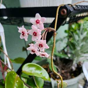 hidesgarden