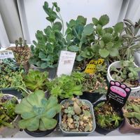 シロボタン,キッチンワゴン,多肉ワゴンの画像