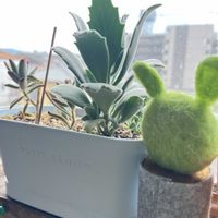 福兎耳,野兎,ファング,ミロッティ,草原のうさぎの画像