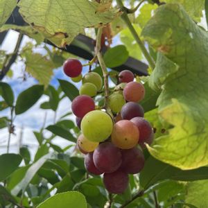 ゴーヤ,ハイビスカス,立秋,ブドウ　藤みのり,2025年夏の画像