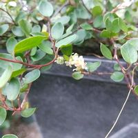 ワイヤープランツ,斑入りワイヤープランツ,ワイヤープランツの花,ナチュラルガーデン,ネコ好きの画像