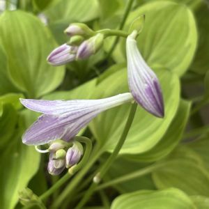 ギボウシ,ギボウシ,紫色の花,玄関アプローチの画像