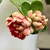 ハイビスカス,ブッドレア,ブッドレア,カランコエ クイーンローズ,ベゴニア センパフローレンスの画像