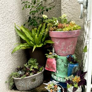 寄せ植え,多肉植物,植え替え,成長記録,テラコッタの画像