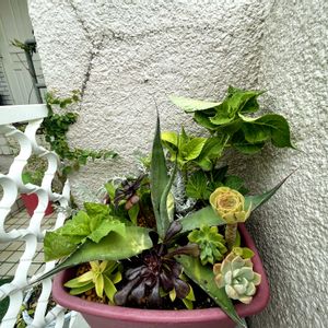 寄せ植え,多肉植物,植え替え,成長記録,テラコッタの画像