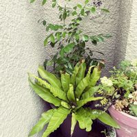 寄せ植え,植え替え,成長記録,元気に育ってます♪,おうち園芸の画像