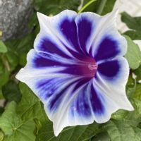 アサガオ,朝顔,ガーデニング,お花,小さな庭の画像