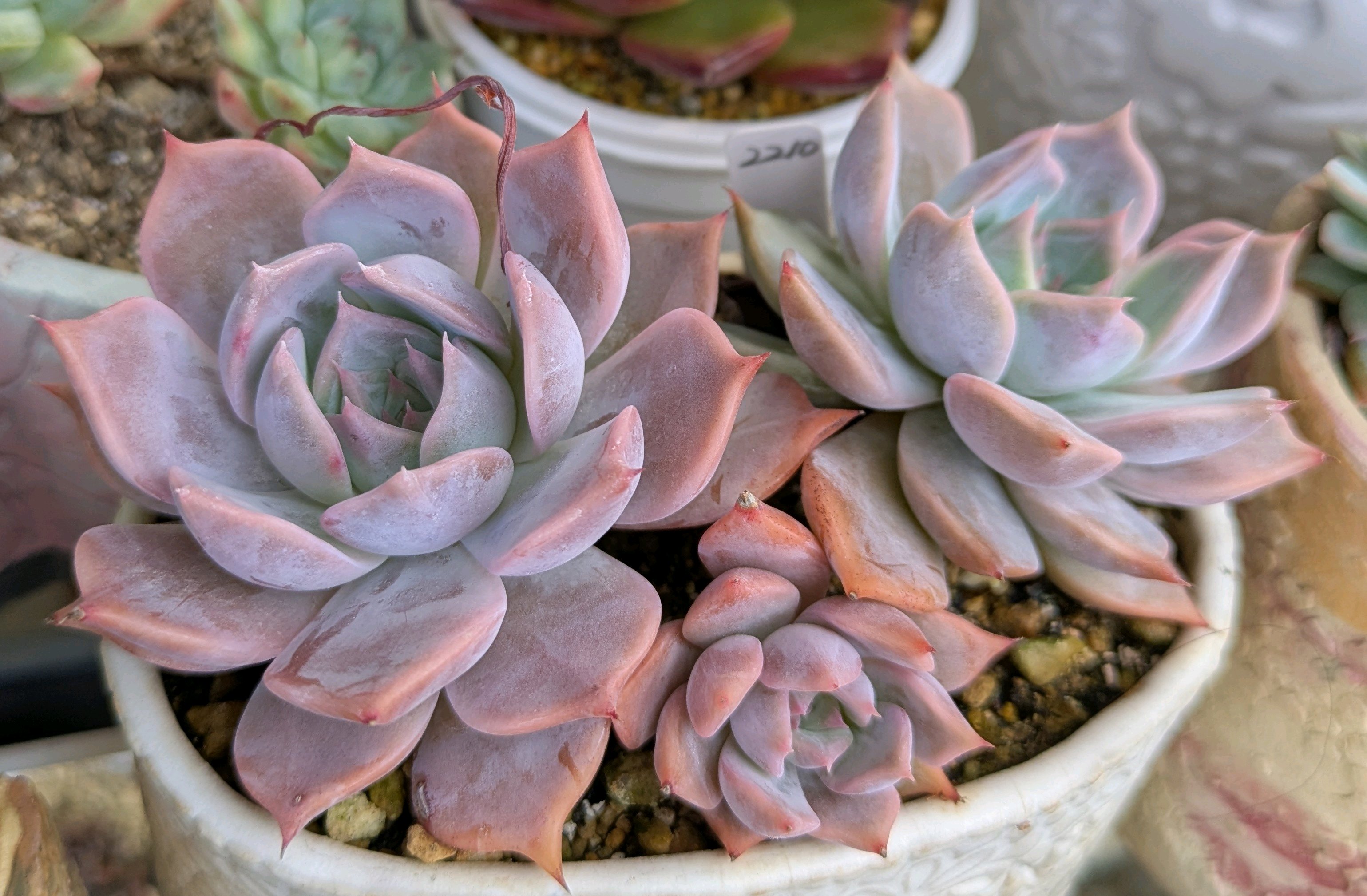 362🌹チェリークイーン｜🍀GreenSnap（グリーンスナップ）