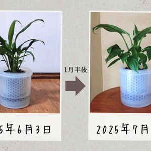 スパティフィラム,観葉植物,100均,ハイドロカルチャー,水耕栽培の画像