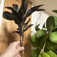 なんだろう？,ホヤ オボバータ,ホヤ,お花,なんて植物？の画像