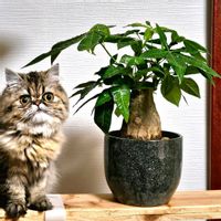 パキラ,パキラ,観葉植物,窓辺の画像