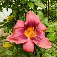 ヘメロカリス,ガーデニング,花のある暮らし,今日のお花,仕事先の画像