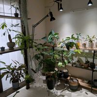 パキラ,モンステラ,エバーフレッシュ,ストレリチア・レギネ,パキラ(斑入り)の画像