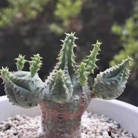 オベサ,オベサ,紅彩閣,紅彩閣,エノプラの画像