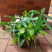 竹林の小径,観葉植物いろいろ,観葉植物,ギャザリング,白鳥庭園の画像