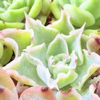 多肉植物,たにく部,たにく部の庭の画像