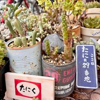 七宝樹,姫将軍,多肉植物,多肉多肉多肉,多肉植物のある暮らしの画像