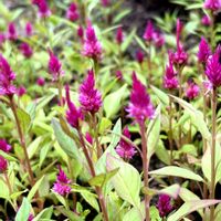ケイトウ,ヒャクニチソウ,癒し,まだまだ初心者,多肉植物のある暮らしの画像