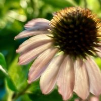 エキナセア,花言葉,おひさまの画像