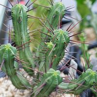 紅彩閣,ユーフォルビア エノプラ,多肉植物,子株,多肉狩りの画像