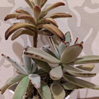 孫悟空,パンダうさぎ,黒鮮月兎耳,多肉植物,カランコエ属の画像
