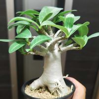 アデニウム,アデニウム・ソコトラナム,多肉植物,観葉植物,塊根植物の画像