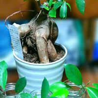ガジュマル,観葉植物,ハダニ被害,緑のある暮らし,室内栽培の画像