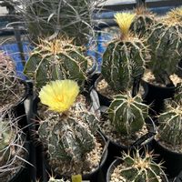サボテン,アストロフィツム 般若,複隆ライオン般若,観葉植物,塊根植物の画像