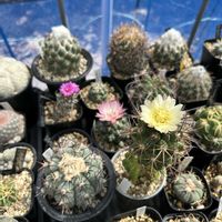 サボテン,観葉植物,塊根植物,ハオルチア属,コピアポアの画像