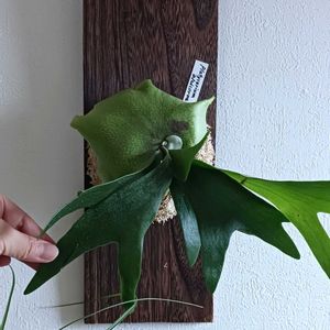 ビカクシダ アルシコルネ,シダ植物,葉っぱ,着生シダ,no green no lifeの画像
