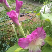 グラジオラス,シモツケ ,捩花,ネジバナ(モジズリ),今日の お花の画像