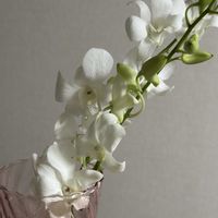 デンファレ,切り花,お花屋さん,花のある暮らし,ガラスの花瓶の画像