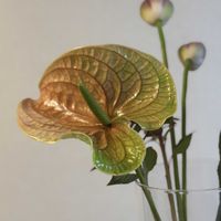 アンスリウム,切り花,お花屋さん,花のある暮らし,ガラスの花瓶の画像