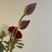 蓮の花,切り花,お花屋さん,花のある暮らし,ガラスの花瓶の画像