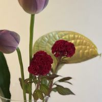ケイトウ,切り花,お花屋さん,花のある暮らし,ガラスの花瓶の画像