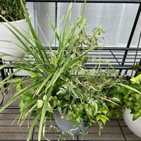 寄せ植え,成長記録,ベランダの画像
