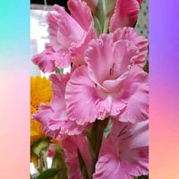 切り花,花のある暮らし,道の駅,綺麗なお花,温泉県大分♨️の画像