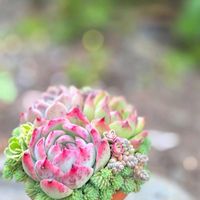 セダム,エケベリア,寄せ植え,多肉植物,多肉植物寄せ植えの画像
