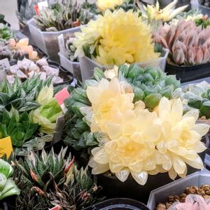 ハオルチア,多肉植物,多肉大好き,サボテン科,多肉植物とサボテンの画像