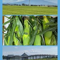 とうもろこし,シダ,木々,森林浴,花のある暮らしの画像