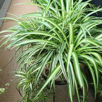 オリズルラン,多肉植物,観葉植物,塊根植物,花の画像