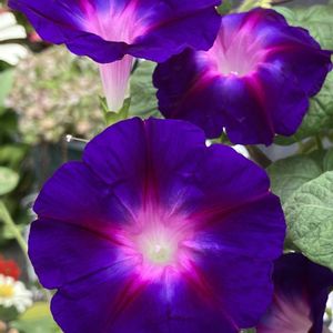 紫色の花,#ガーデニング,エクステリアの画像