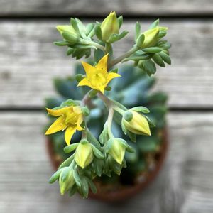 ブルーエルフ,多肉植物,子株,鉢植え,ダイソーの画像