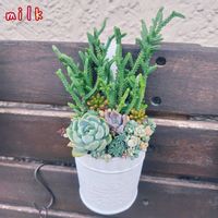 朧月,虹の玉,パリダム,若緑,コーラルカーペットの画像