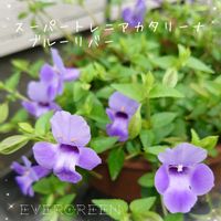 スーパートレニア カタリーナ,スーパートレニア カタリーナ ブルーリバー,プランター植え,庭の記録,ガーデニング初心者の画像