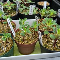 メストクレマ ツベローサム,ユーフォルビア・ラメナ,ユーフォルビア・ギラウミニアナ,ユーフォルビア ディディエレオイデス,塊根植物の画像