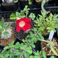 アデニウム オベスム,塊根植物の画像