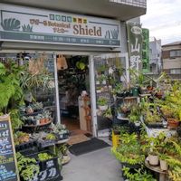 多肉植物,ウラボシ科,ビカクシダ属,食中植物,塊根の画像